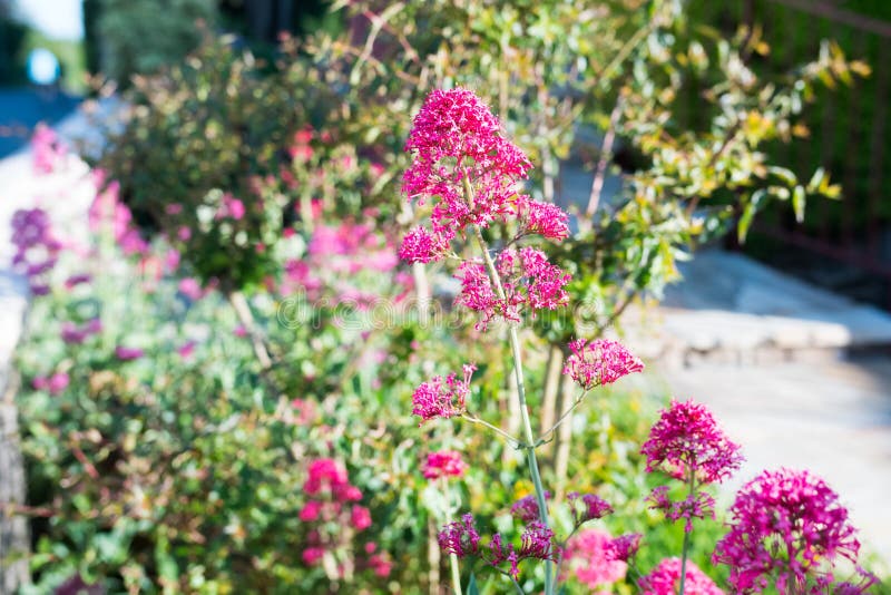 Pot De Fleurs Violet Belle Nature Luxuriante En Normandie Image stock -  Image du rose, jour: 199852283