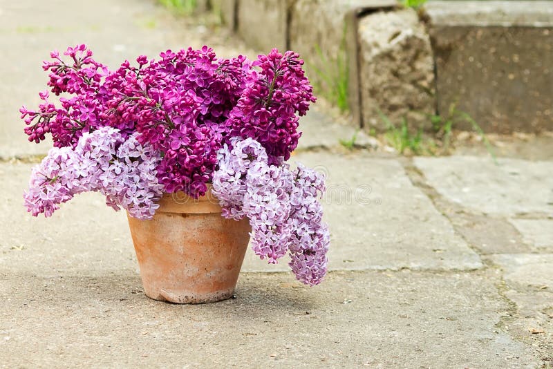 Pot En Céramique Avec Une Branche De Fleur Lilas Image stock - Image du  conception, fond: 55022111