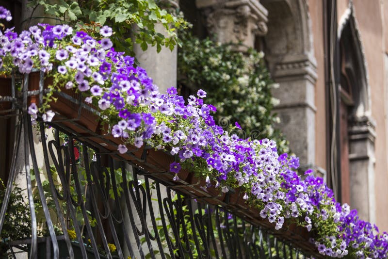 Pot Floral Violet Sur Le Balcon Image stock - Image du normal, ciment:  43296779