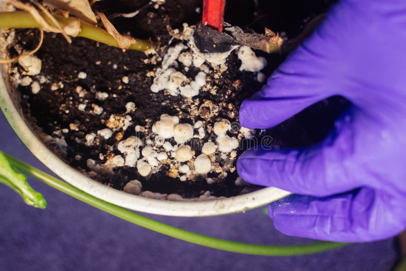 How to Get Rid of Mold on Plant Soil (9 Effective Ways)