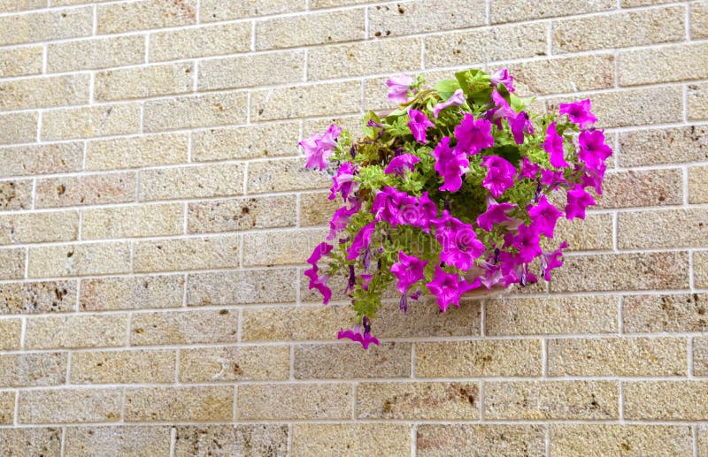 Pot with Flowers Hanging on a Brick Wall Stock Photo Image of plant