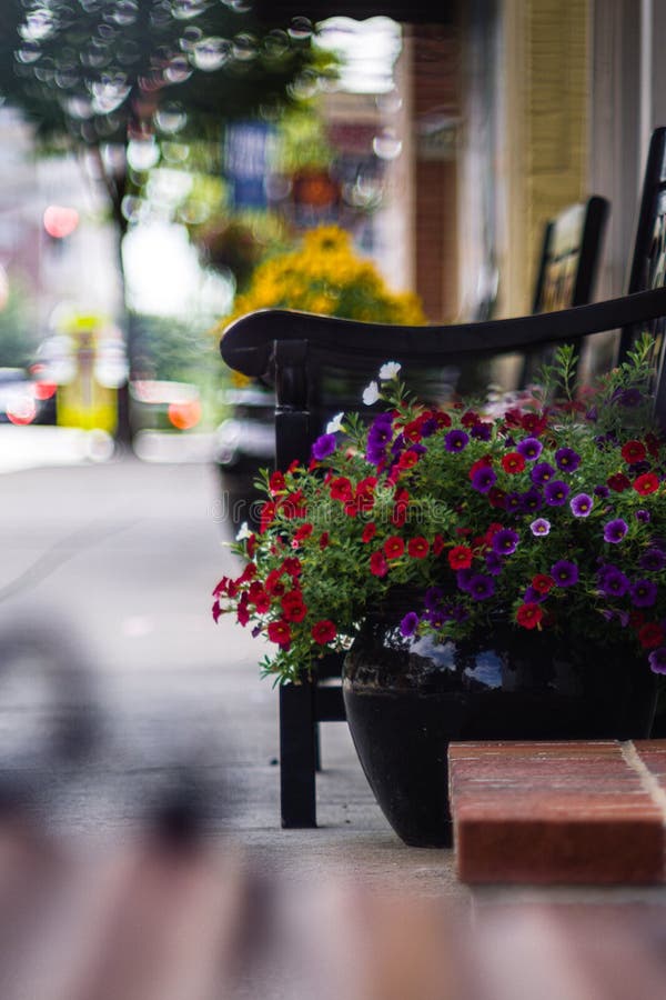 Pot of Flowers Next To Bench on Sidewalk in Manassas, VA Stock Image