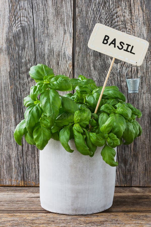 Pot of Fresh Basil with Name Tag on Wooden Baskground Stock Photo