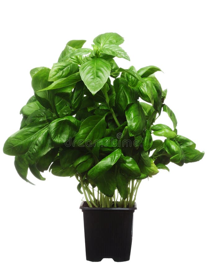 Pot of a fresh basil plant on white background