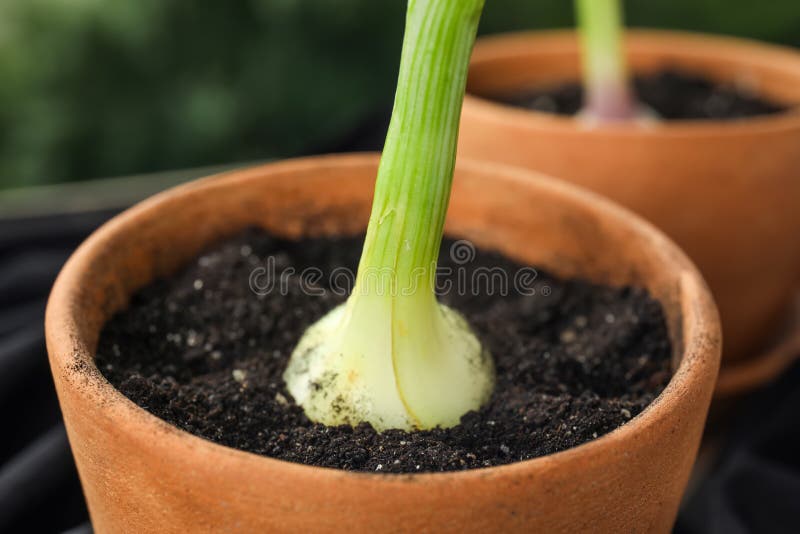 Pot with fresh green onion stock photo. Image of chives 121158964