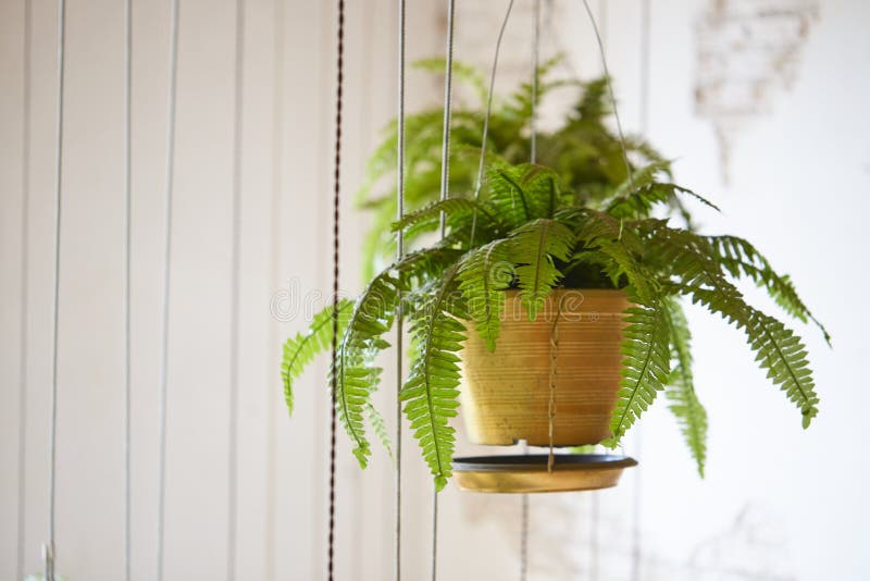 Pot of hanging Boston fern. Hanging green plant decoration stock photo