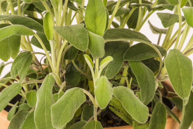 Pot Herb Sage in Plant Pot Closeup Stock Image Image of leaves, herb