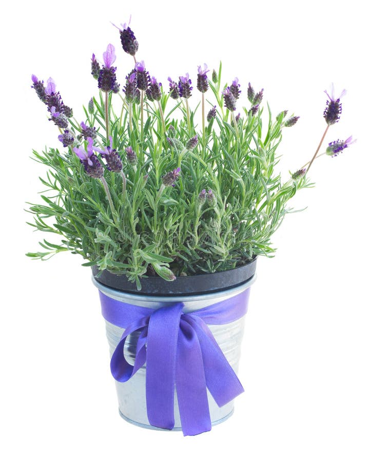 Spanish lavender plant stock image. Image of butterfly 24527475