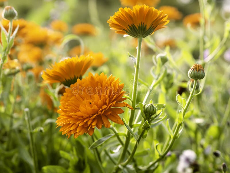Marigolds, Calendula officinalis, blooming, closeup with selective focus royalty free stock photos Marigolds, Calendula officinalis, blooming, closeup with selective focus royalty free stock photos