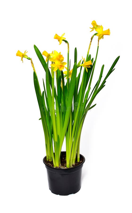 Pot of Narcissus stock photo. Image of beauty, icon, holiday - 28994752