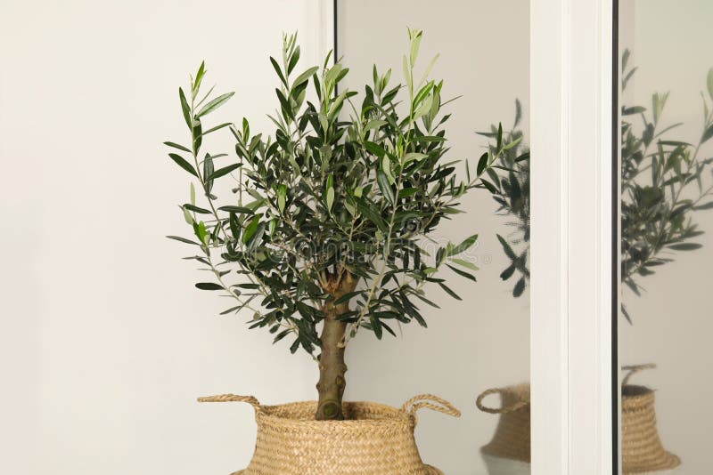 Pot with Olive Tree Near Window Indoors. Interior Element Stock Photo
