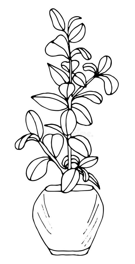 Pot Plant Ficus Roy. Hand-drawn Illustration Isolated on White ...