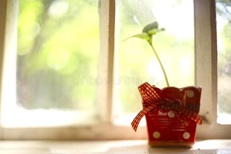 Pot Plant Sprout in Ceramic Red Polka Dot Stock Photo Image of