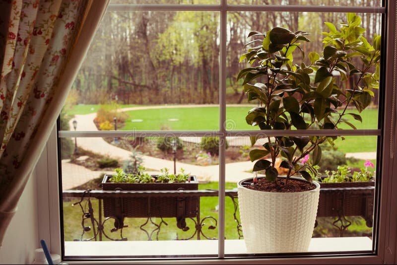 Pot plant on window sill with summer park view