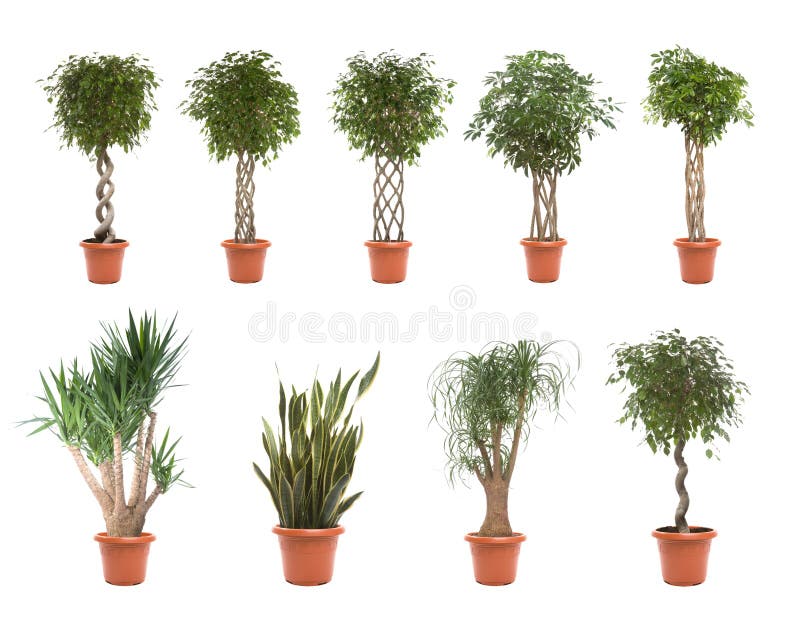 Pot plants