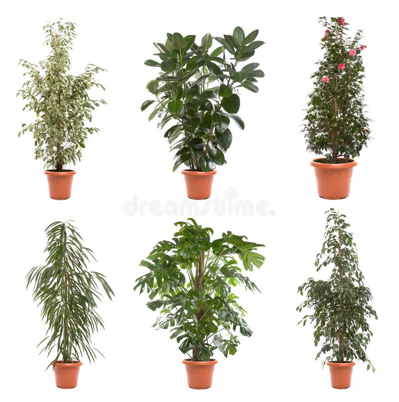 Pot plants