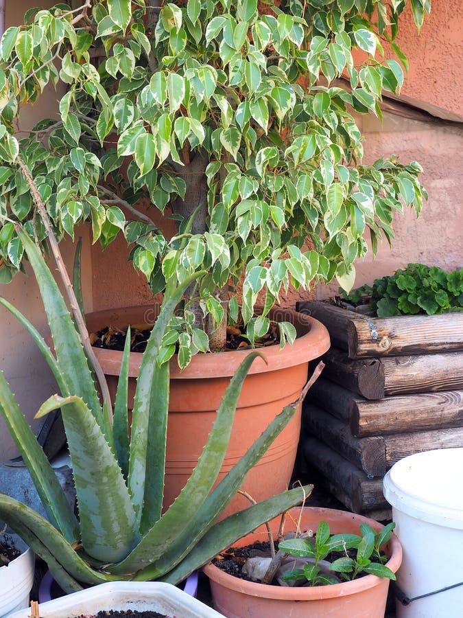 Pot Plants Outside House stock photo. Image of plants 95158868