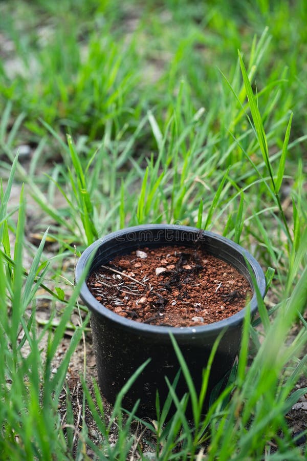 Pot Plants that are Ready To Plant in the Growing Season Stock Image