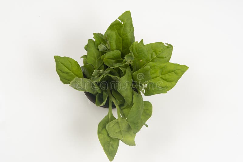 Pot with Raw Spinach Leaves Isolated. Stock Photo - Image of leaves