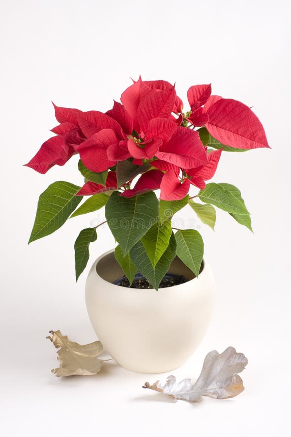 Pot With Red Christmas Flower Stock Image Image of closeup, green