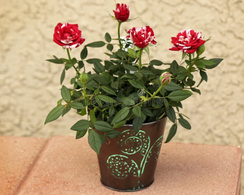 Miniature Red Roses In A Pot Stock Image Image of background, blooming 1662461