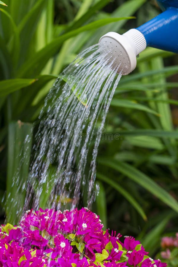 Pot shower to plants stock photo. Image of spring, plant 168535620