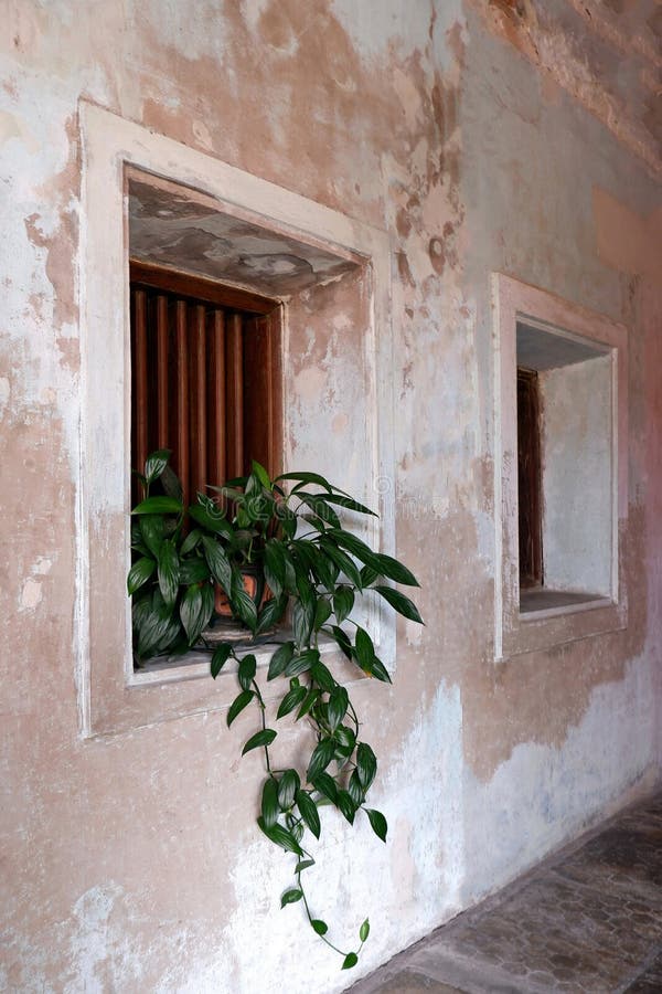 Pot vert d'usine de feuille, Windows en bois et vieux mur en béton images libres de droits Pot vert d'usine de feuille, Windows en bois et vieux mur en béton images libres de droits
