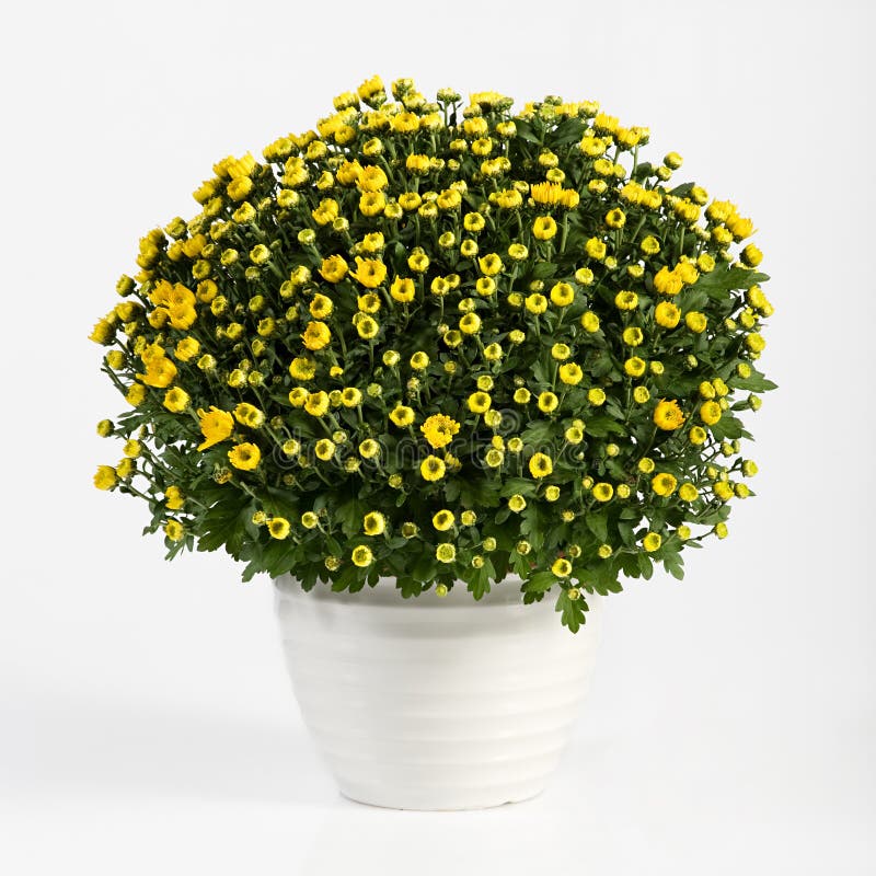 Pot of yellow flowering chrysanthemums