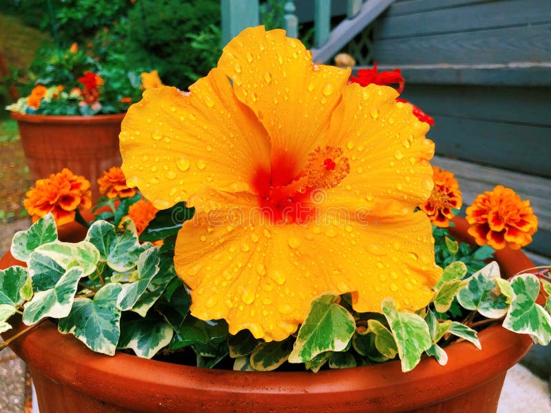 A pot of yellow hibiscus rosa-sinensis flower blooming