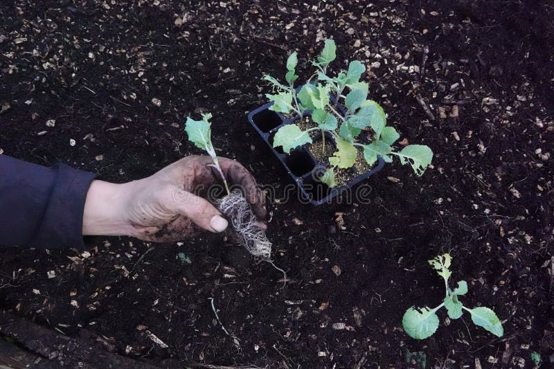 urban vegetable garden concept planting cabbage. man shows how to grow cabbage in the ground holding a young plant in vegetable garden. urban vegetable garden concept planting cabbage. man shows how to grow cabbage in the ground holding a young plant in vegetable garden