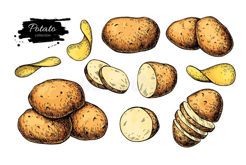 Potatisteckningsuppsättning Vektorn isolerade potatisar överhopar, skivade stycken och chiper grönsak royaltyfri illustrationer Potatisteckningsuppsättning Vektorn isolerade potatisar överhopar, skivade stycken och chiper grönsak royaltyfri illustrationer