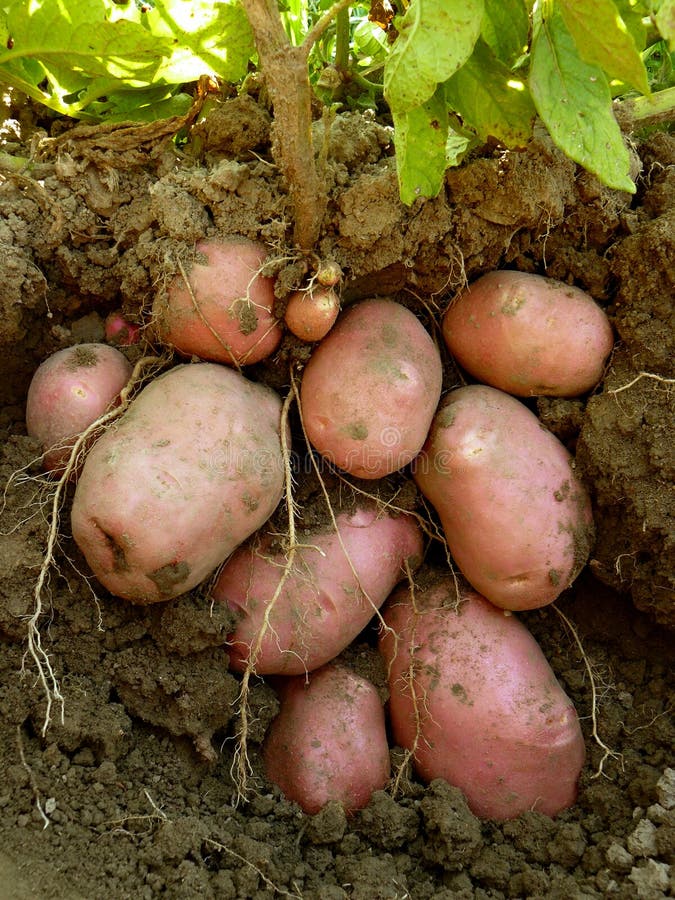 Potatisväxt med knölar
