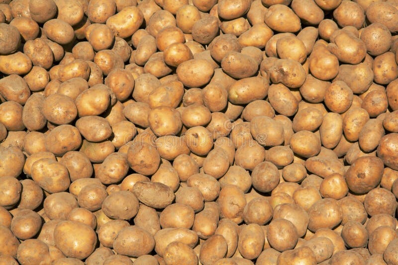 Potato Zoom Background