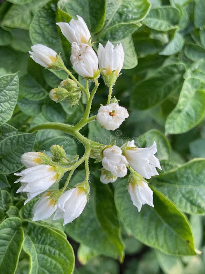 Potato blossoms stock photo. Image of inflorescence 258738716