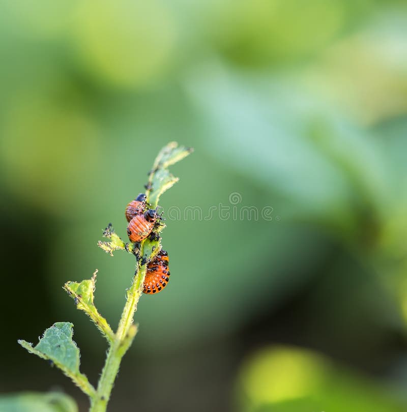 Potato Bug Caterpillar stock image. Image of parasite 74293431