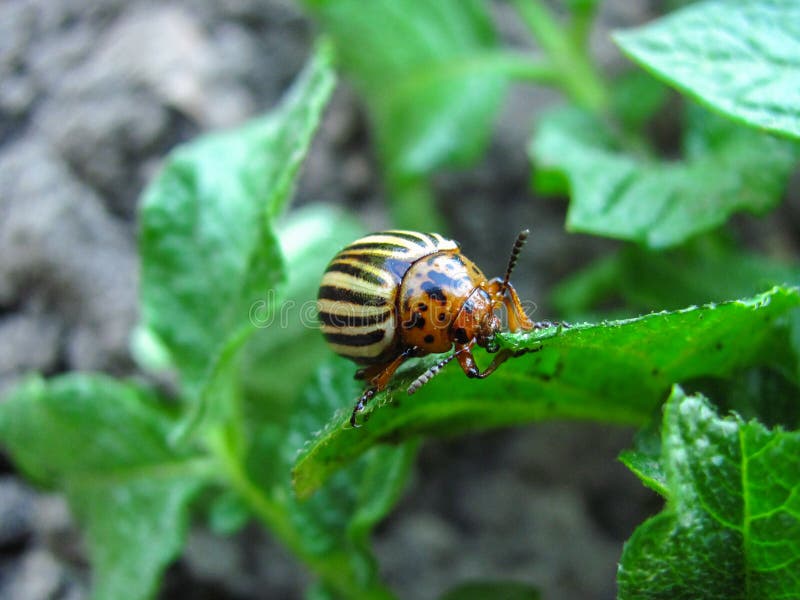 Potato bug close up stock photo. Image of male, organic 111972662