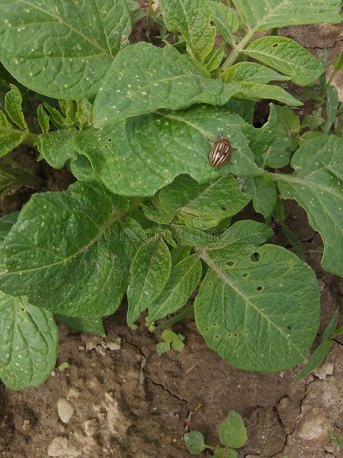 Potato Bug in Garden stock image. Image of insect, pest 147907767