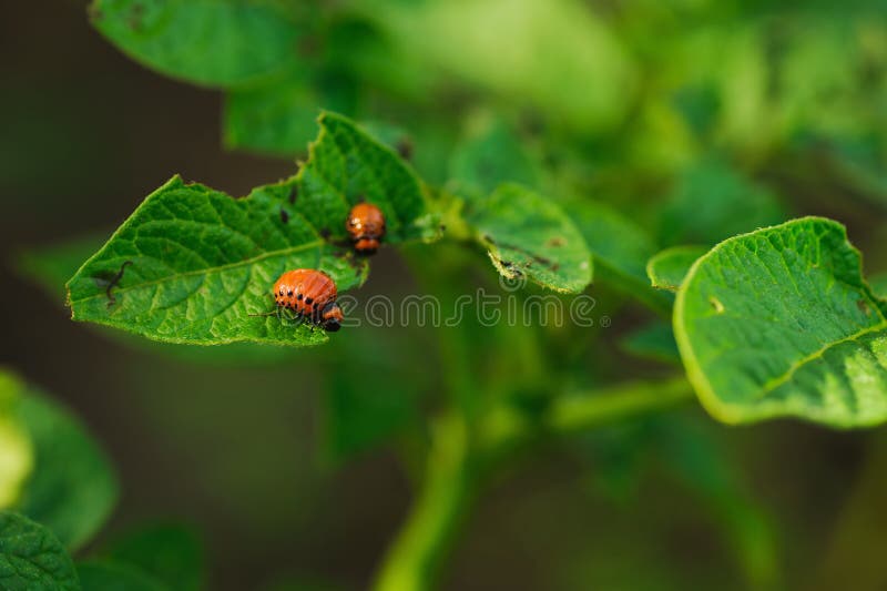 Potato bug in a green leaf stock image. Image of green 73346905
