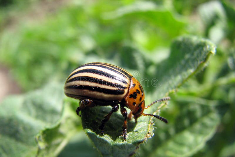 Potato bug stock photo. Image of foot, buzz, pest, head 33210646
