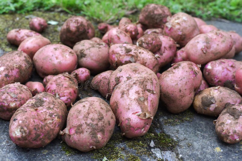 Potato Crop Freshly Picked Orgnic Potatoes from Home Grown Vegetable