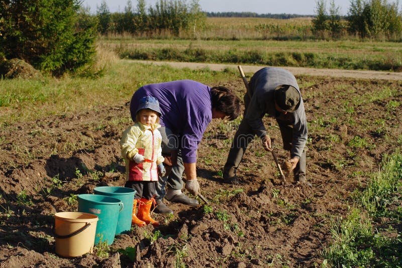 Potato digging in country side