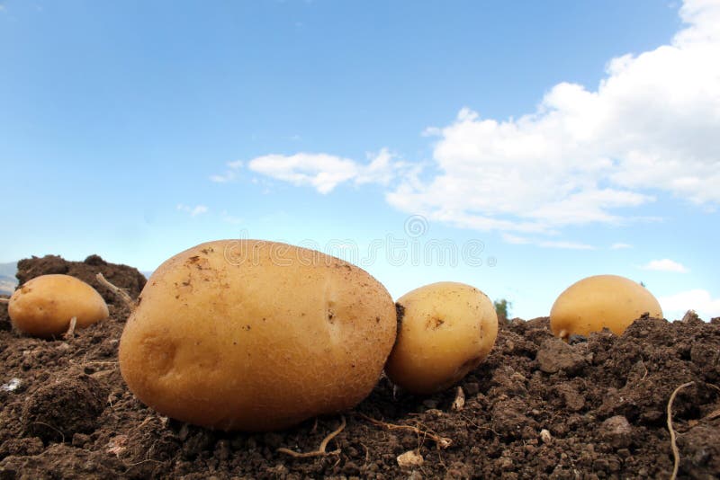 Potato farm in the field