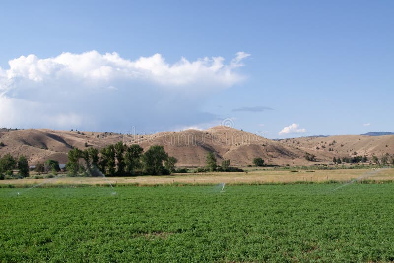 Potato field