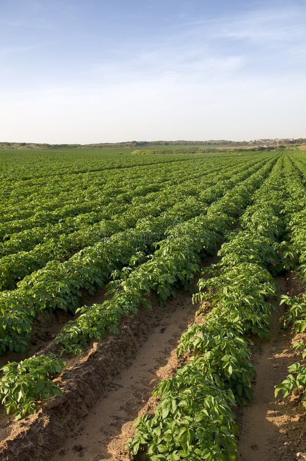 Potato field