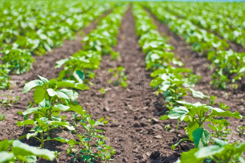 Potato field