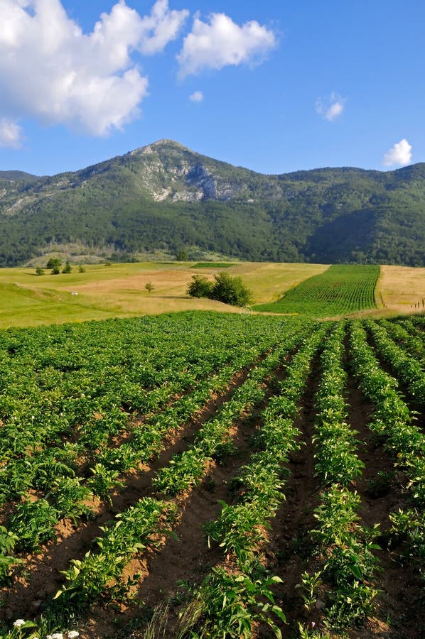 Potato field landscape