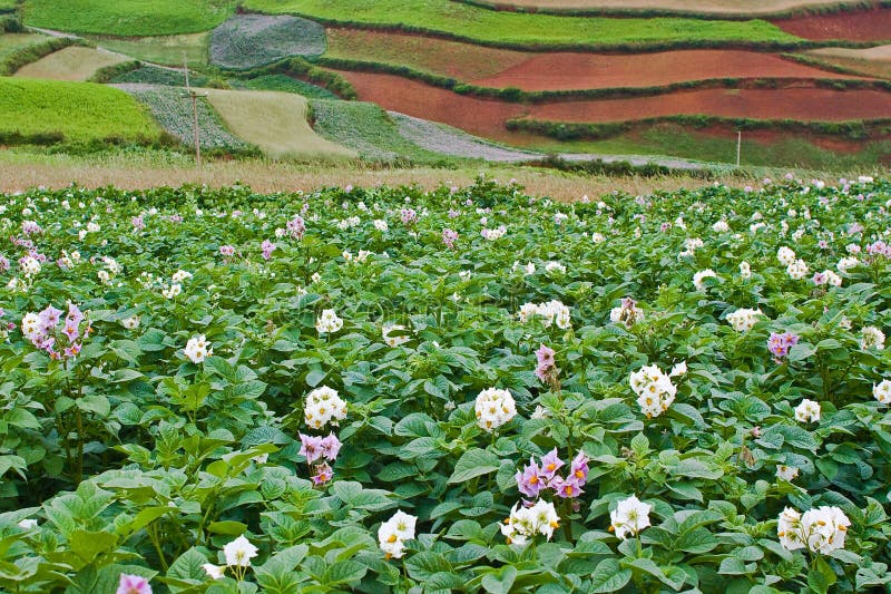 Potato fields with colourful terraced fields 2. Potato fields with colourful terraced fields in background (2 royalty free stock photography Potato fields with colourful terraced fields 2. Potato fields with colourful terraced fields in background (2 royalty free stock photography
