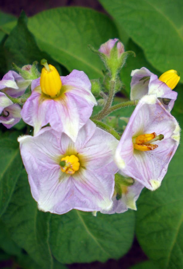 Potato bud stock image. Image of gardening, ground, plant 23551589