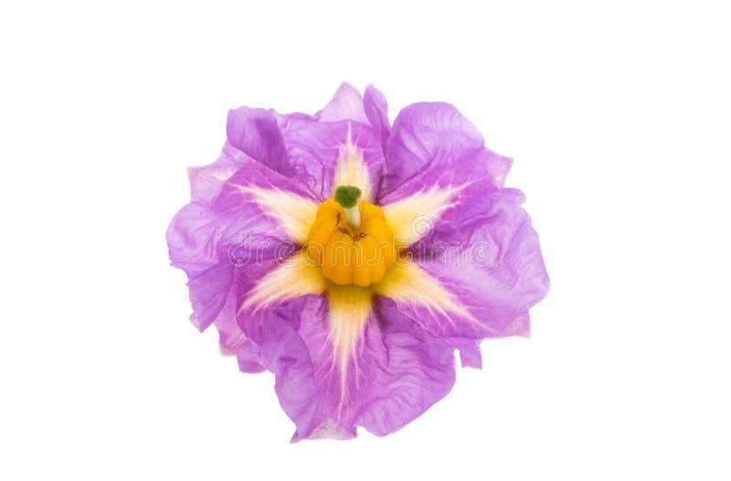 Potato flower isolated stock photo. Image of field, white 262604486