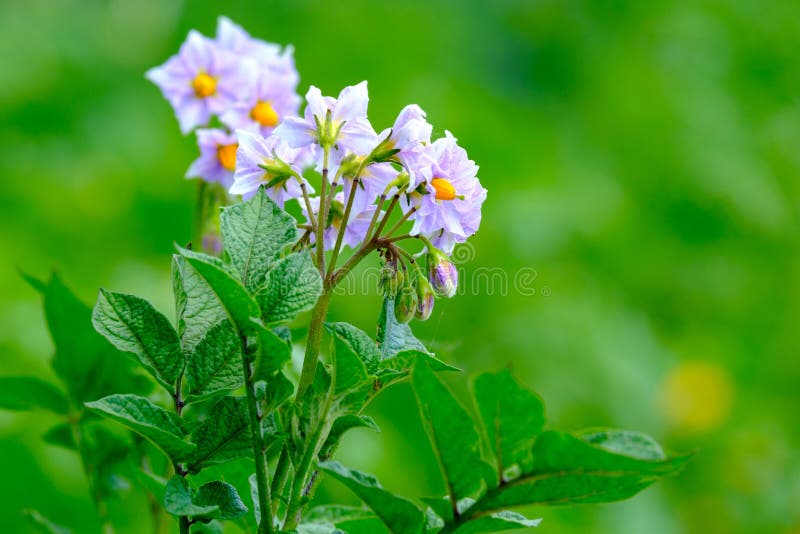 Potato flower lilac on the background of green trees, blurred background stock image Potato flower lilac on the background of green trees, blurred background stock image